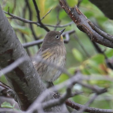 Sarı popolu Warbler (Audubon 'lar, kadınlar) (Setophaga Coronata))