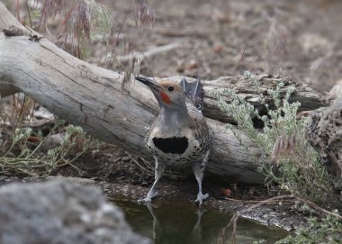 Kuzey Flicker (Kırmızı saplı, erkek) (Kolaptus auratus))