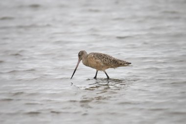 Marled Godwit (limoza fedoa)