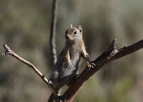 Golden Mantled Ground Squirrel Callospermophilus Lateralis — Stock Photo, Image