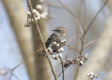 Sarı popolu Warbler (Myrtle, kadın) (setophaga coronata)) 
