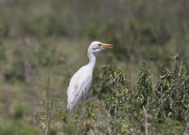 Egret Sığırı (üreme) (bubulcus ibis)
