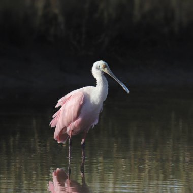 pembe kaşıkçı (platalea ajaja) 