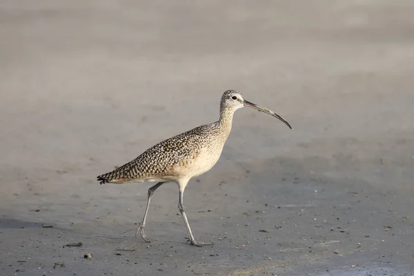 Whimbrel Numeius Phaeopus Standing Sandy Beach — Stock Photo, Image