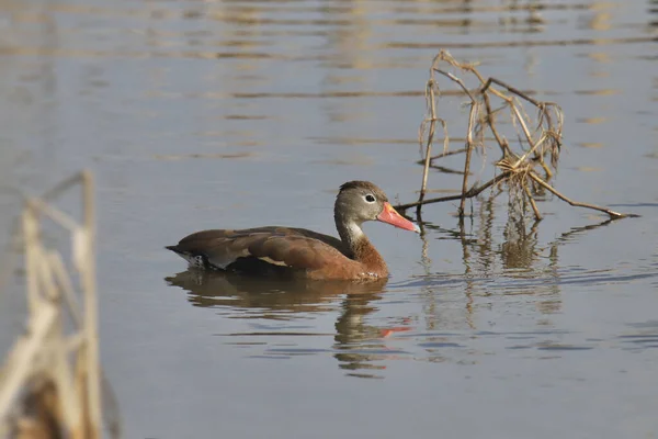 Μαυροκοιλιά Whistling Duck Dendrocygna Autumnalis — Φωτογραφία Αρχείου