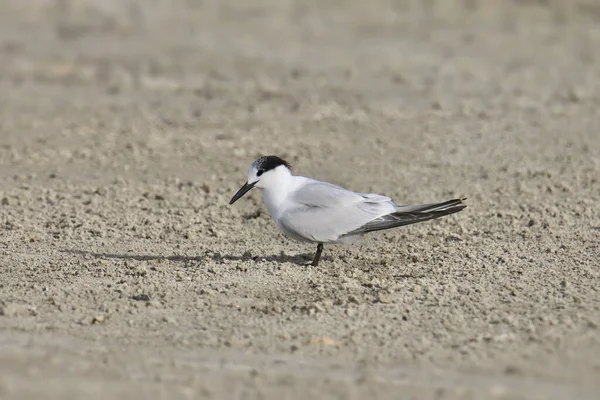 Szendvics Tern Thalasseus Sandvicensis — Stock Fotó