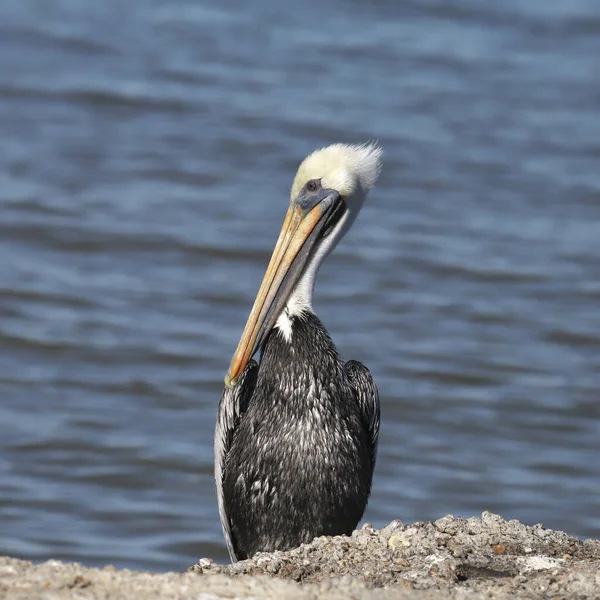 Pelícano Marrón Occidentalis Pelecanus — Foto de Stock