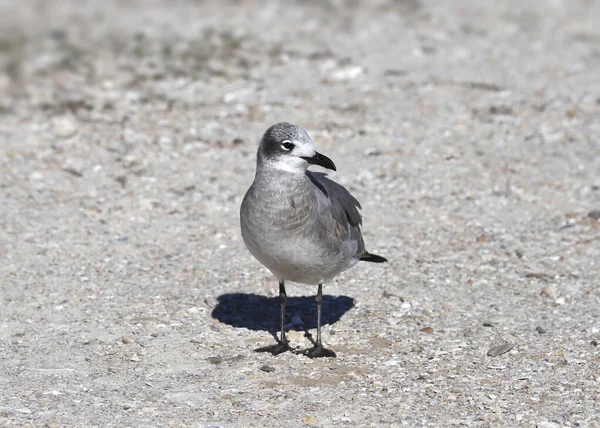 Gaviota Sonriente 1Er Invierno Leudophaes Atricilla — Foto de Stock