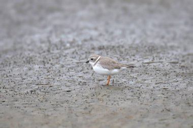 Piping Plover (üremeyen) (şaradrius melodus)) 