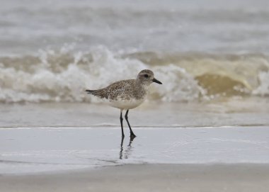 Siyah Göbekli Plover (üremeyen) (Pluvialis squatarola))