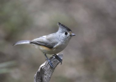 Siyah ibikli Titmouse (baeolophus atricristatus)