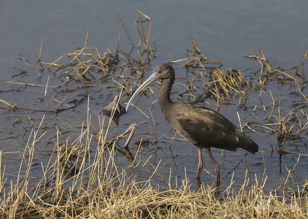 Weißgesicht Ibis Plegadis Chihi — Stockfoto