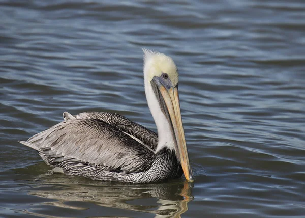 Pelícano Marrón Occidentalis Pelecanus — Foto de Stock