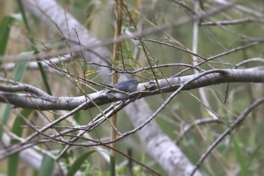 Mavi-gri Gnatcatcher (polioptila caerulea)