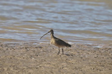 Uzun gagalı Curlew (Numenius americanus) 