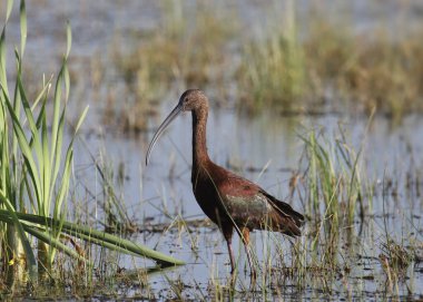 Beyaz yüzlü Ibis (eudocimus albus)