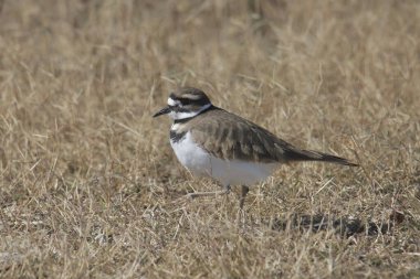 Ölüm geyiği (charadrius vociferus) yerde duruyor