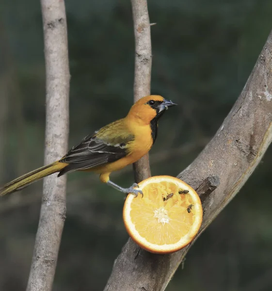 Altamira Oriole Macho Inmaduro Icterus Gularis — Foto de Stock