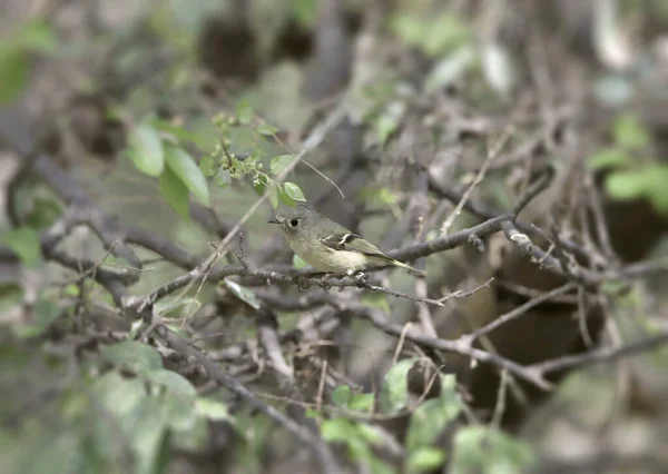 Kinglet Con Corona Rubí Regulus Calendula — Foto de Stock