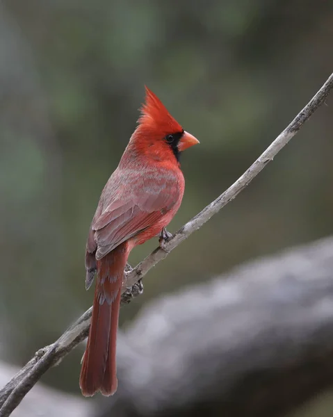 Nördlicher Kardinal Männlich Cardinalis Cardinalis — Stockfoto