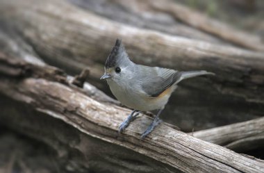 Siyah ibikli Titmouse (baeolophus atricristatus)