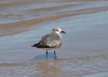 Franklin 's Gull (1. kış) (löcophaeus pikseli)