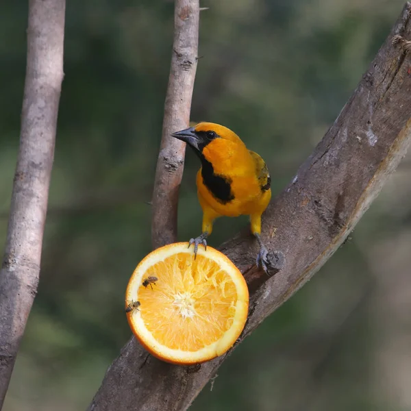 Altamira Oriole Icterus Gularis Comiendo Una Mitad Naranja — Foto de Stock