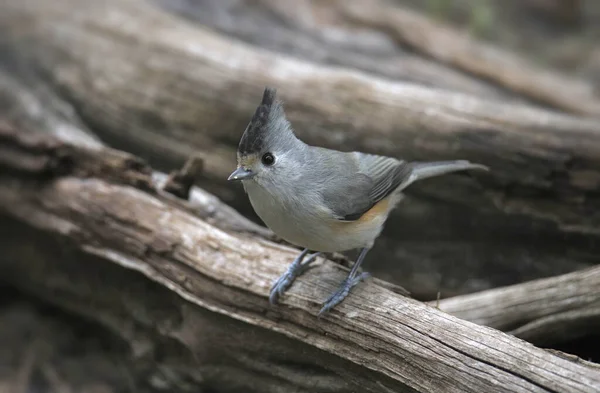 Чорнокристалічна Тім Яна Миша Baeolophus Atricristatus — стокове фото