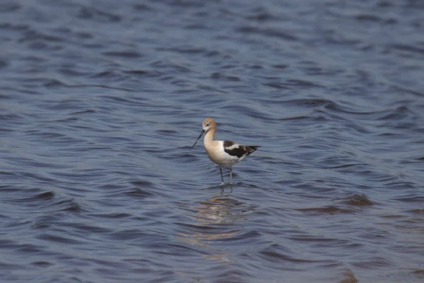 American Avocet Recurvirostra Americana — Fotografia de Stock