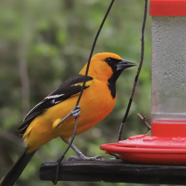 Altamira Oriole (icterus gularis) sinekkuşu yemliğine tünemiştir.