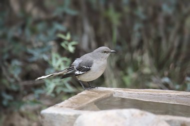 Kuzey Alaycı Kuşu (mimus polyglottos)