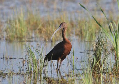 Beyaz yüzlü Ibis (plegadis chihi)