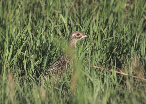 Ring Necked Pheasant Female Phasianus Colchicus — Stock Photo, Image