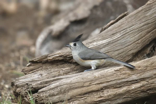 Чернохохлая Титмышь Baeolophus Atricristatus — стоковое фото