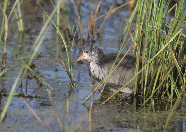 American Coot Juvenil Fulica Americana —  Fotos de Stock