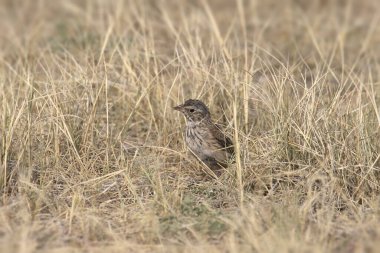 McCown 's Longspur (rhychophanes Mccownii)