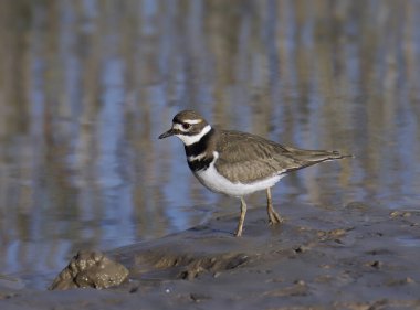 Killdeer (şaradrius vociferus) çamur bir düzlükte duruyor