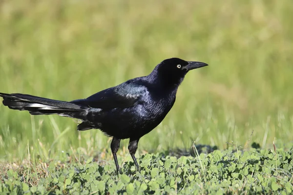 Grackle Cauda Grande Quiscalus Mexicanus — Fotografia de Stock