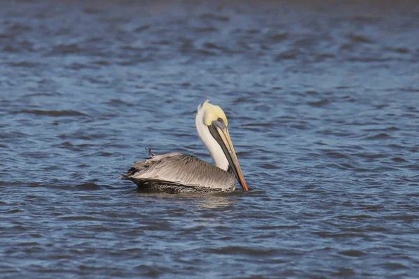 Pelícano Marrón Occidentalis Pelecanus — Foto de Stock