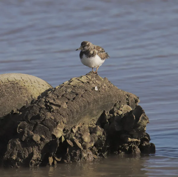 Ruddy Turnstone Icke Avel Sitter Ett Ruttnande Däck — Stockfoto