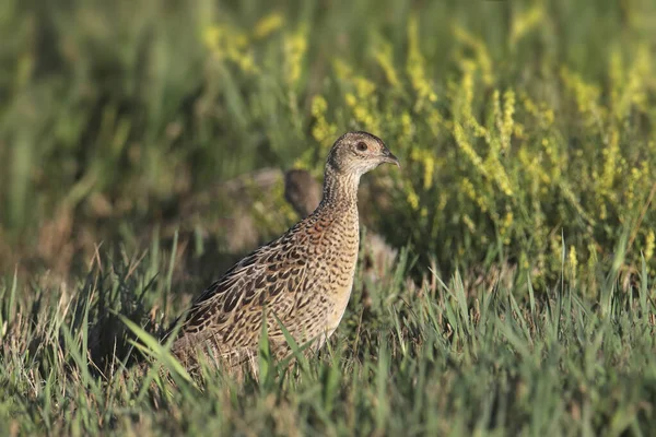 Ringhalsad Fasan Hona Phasianus Colchicus — Stockfoto