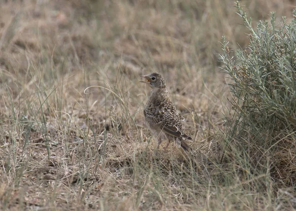 Arche Cornes Juvénile Erehophila Alpestris — Photo