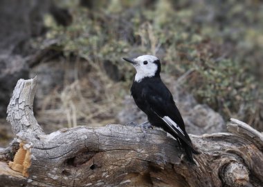 Beyaz başlı ağaçkakan (dişi) (leuconotopicus albolarvatus)