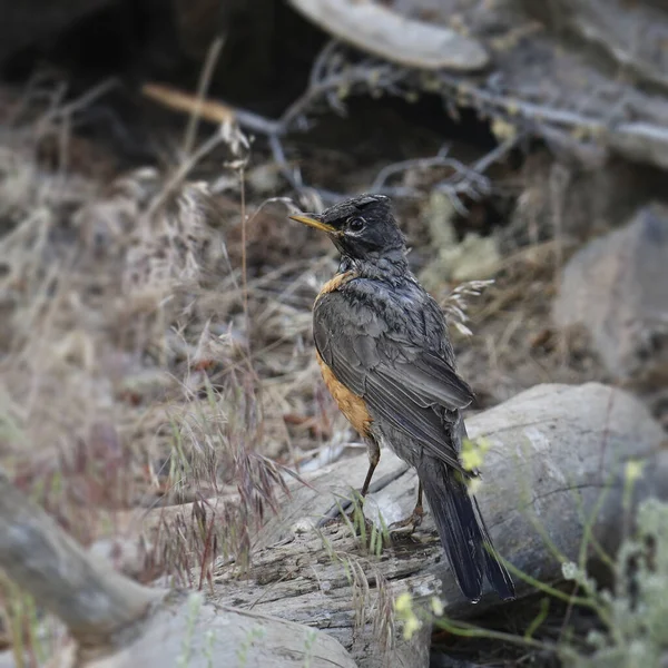 Американський Робін Turdus Migratorius Всі Мокрі Від Просто Прийняв Ванну — стокове фото