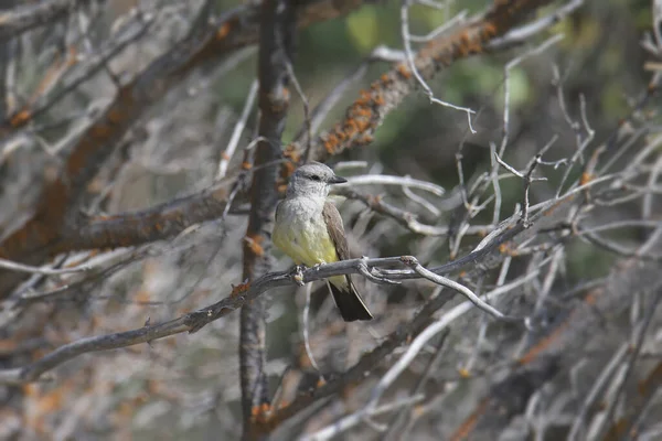 Δυτικό Kingbird Tyrannus Verticalis — Φωτογραφία Αρχείου