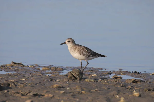 Černobřišní Plover Pluvialis Squatarola — Stock fotografie