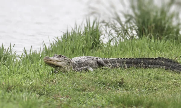 Amerikaanse Alligator Alligator Mississippiensis — Stockfoto