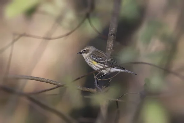 Paruline Rousseur Jaune Myrte Femelle — Photo