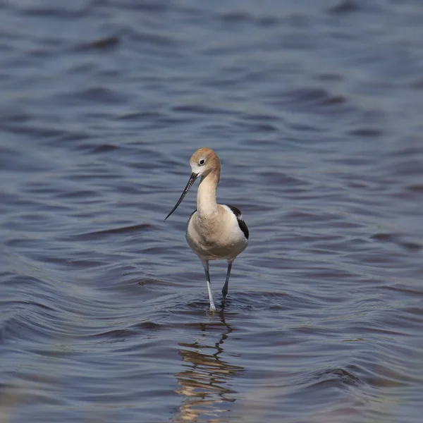 Avocet Amérique Recurvirostra Americana — Photo