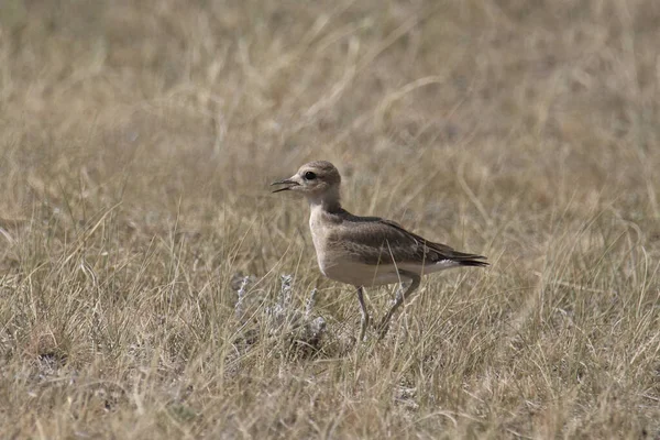 Plover Charadrius Montanus — Stockfoto